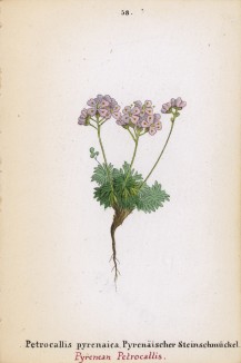 Драба, или крупка пиренейская (Petrocallis pyrenaica (лат.)) (лист 58 известной работы Йозефа Карла Вебера "Растения Альп", изданной в Мюнхене в 1872 году)