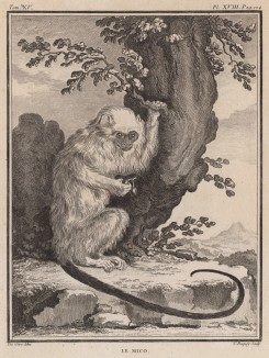 Серебристая игрунка, или серебристая мармозетка, она же серебряная обезьяна. Лист XVIII иллюстраций к пятнадцатому тому знаменитой "Естественной истории" графа де Бюффона. Париж, 1767