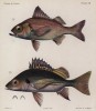 Рыба-ворчун (Pristipoma macropthalmus (1)) из семейства Lutjanidae и хрюкающий ворчун (Pristipoma Jubelini (2)) из семейства Haemulidae (лат.) (лист XII из работы Memoire sur les poissons de la côte de Guinée, изданной в Голландии в 1863 году)