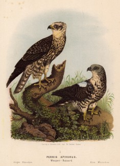 Пара осоедов в 1/3 натуральной величины (лист III красивой работы Оскара фон Ризенталя "Хищные птицы Германии...", изданной в Касселе в 1894 году)