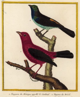 Очаровательные танагры из Мексики (1) и Бразилии (2) (из Table des Planches Enluminées d'Histoire Naturelle de M. D'Aubenton (фр.). Утрехт. 1783 год (лист 127))
