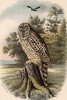 Длиннохвостая неясыть в 1/3 натуральной величины (лист LI красивой работы Оскара фон Ризенталя "Хищные птицы Германии...", изданной в Касселе в 1894 году)