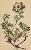 Тысячелистник черноватый ( Achillea atrata (лат.)) (из Atlas der Alpenflora. Дрезден. 1897 год. Том V. Лист 451)