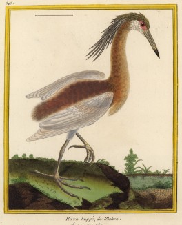 Великолепная цаля (Ardea comata (лат.)) (из Table des Planches Enluminées d'Histoire Naturelle de M. D'Aubenton (фр.). Утрехт. 1783 год (лист 348))