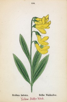 Сочевичник жёлтый (Orobus Luteus (лат.)) (лист 134 известной работы Йозефа Карла Вебера "Растения Альп", изданной в Мюнхене в 1872 году)