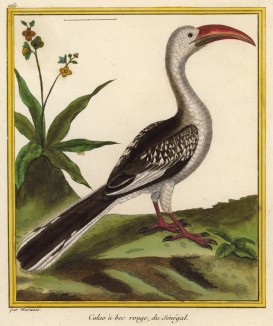 Птица-носорог (калао) (из Table des Planches Enluminées d'Histoire Naturelle de M. D'Aubenton (фр.). Утрехт. 1783 год (лист 260))