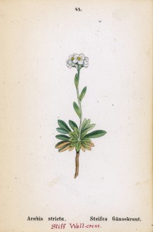 Арабис прямой (Arabis stricta (лат.)) (лист 45 известной работы Йозефа Карла Вебера "Растения Альп", изданной в Мюнхене в 1872 году)