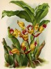 Орхидея ACANTHEPHIPPIUM MANTINIANUM (лат.) (лист DXXXVI Lindenia Iconographie des Orchidées - обширнейшей в истории иконографии орхидей. Брюссель, 1896)