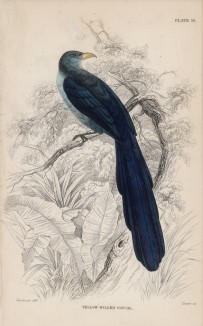 Фазанья кукушка (Zancolstomus flavirostris (лат.)) (лист 19 тома XXIII "Библиотеки натуралиста" Вильяма Жардина, изданного в Эдинбурге в 1843 году)