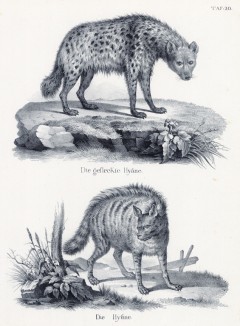 Две гиены (лист 20 первого тома работы профессора Шинца Naturgeschichte und Abbildungen der Menschen und Säugethiere..., вышедшей в Цюрихе в 1840 году)