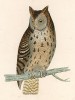 Пёстрая сова (Mottled Owl англ.))