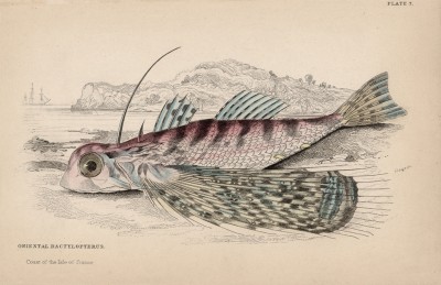 Обыкновенный длиннопёрый сом (Dactylopterus orientalis (лат.)) из семейства Dactylopteridae (лист 7 тома XXVIII "Библиотеки натуралиста" Вильяма Жардина, изданного в Эдинбурге в 1843 году)