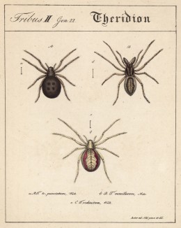 Пауки семейства Theridion (лат.) (лист из Monographie der spinne... Нюрнберг. 1829 год (экземпляр № 26 из 100))