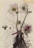 Морозник -- род многолетних травянистых растений семейства лютиковые (лист 508 "Гербария" Элизабет Блеквелл, изданного в Нюрнберге в 1760 году)