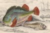 1. Пурпурная морская уточка 2. Пинагор (1. Lepadogaster Cornubiensis 2. Cyclopterus Lumpus (лат.)) (лист 13 XXXIII тома "Библиотеки натуралиста" Вильяма Жардина, изданного в Эдинбурге в 1843 году)