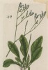 Лимониум (статице, кермек) (Limonium Statice (лат.)) -- из семейства свинчатковые (лист 481 "Гербария" Элизабет Блеквелл, изданного в Нюрнберге в 1760 году)