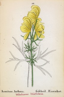Аконит дубравный, или борец противоядный (Aconitum Anthora (лат.)) (лист 32 известной работы Йозефа Карла Вебера "Растения Альп", изданной в Мюнхене в 1872 году)