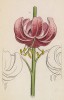 Лилия кудреватая (Lilium Martagon (лат.)) (лист 391 известной работы Йозефа Карла Вебера "Растения Альп", изданной в Мюнхене в 1872 году)