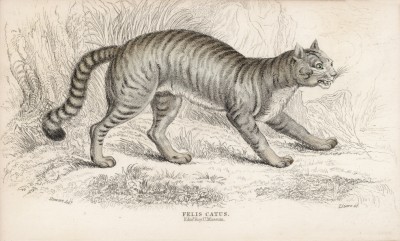 Домашняя кошка (Felis Catus (лат.)) (лист 29 тома III "Библиотеки натуралиста" Вильяма Жардина, изданного в Эдинбурге в 1834 году)