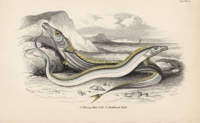 1. Сабля-рыба 2. Вогмер (1. Trichiurus Lepturus 2. Trachypterus Bogmarus (лат.)) (лист 15 XXXII тома "Библиотеки натуралиста" Вильяма Жардина, изданного в Эдинбурге в 1843 году)