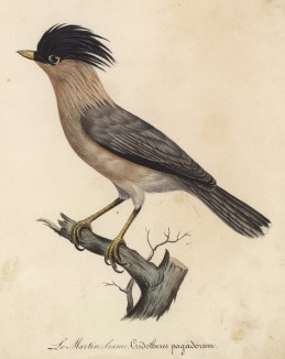 Майна из семейства скворцовые (лист из альбома литографий "Галерея птиц... королевского сада", изданного в Париже в 1825 году)