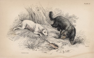 Терьеры на охоте (Canis Terrarius (лат.)) (лист 17 тома V "Библиотеки натуралиста" Вильяма Жардина, изданного в Эдинбурге в 1840 году)