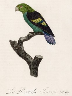 Попугайчик Тавана (лист 69 иллюстраций к первому тому Histoire naturelle des perroquets Франсуа Левальяна. Изображения попугаев из этой работы считаются одними из красивейших в истории. Париж. 1801 год)