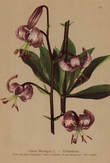 Лилия царские кудри, или просто лилия кудреватая (Lilium Martagon L. (лат.)) (из Atlas der Alpenflora. Дрезден. 1897 год. Том I. Лист 58)