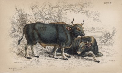 Индийский бизон, или гаял (Bison Sylhetanus (лат.)) (лист 31 тома X "Библиотеки натуралиста" Вильяма Жардина, изданного в Эдинбурге в 1843 году)