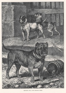 Оригинальный буль энд терьер (прародитель бультерьера) (из "Книги собак" Веро Шоу, изданной в Лондоне в 1881 году)