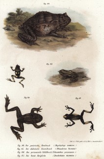 Коллекция жаб и лягушек со всего мира (из Naturgeschichte der Amphibien in ihren Sämmtlichen hauptformen. Вена. 1864 год)