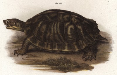 Водяная черепаха Clemmys serrata (лат.) (из Naturgeschichte der Amphibien in ihren Sämmtlichen hauptformen. Вена. 1864 год)