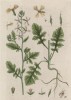 Руккола, или гусеничник посевной, или индау посевной (Eruca sativa (лат.)) — однолетнее травянистое растение, незаменимое для салата (лист 242 "Гербария" Элизабет Блеквелл, изданного в Нюрнберге в 1757 году)