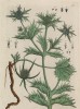 Синеголовник (переполошная трава) (Eryngium (лат.)) -- род семейства сельдерейные (лист 297 "Гербария" Элизабет Блеквелл, изданного в Нюрнберге в 1757 году)