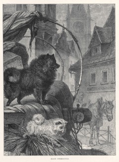 Чёрный померанский шпиц из "Книги собак" Веро Шоу, изданной в Лондоне в 1881 году