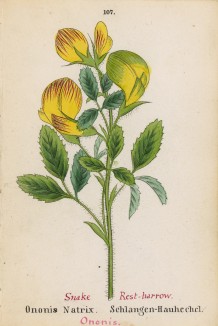 Хелижник жёлтый (Ononis Natrix (лат.)) (лист 107 известной работы Йозефа Карла Вебера "Растения Альп", изданной в Мюнхене в 1872 году)