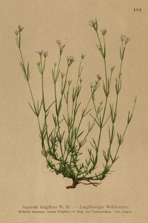 Асперула длинноцветковая (Asperula longiflora (лат.)) (из Atlas der Alpenflora. Дрезден. 1897 год. Том V. Лист 404)