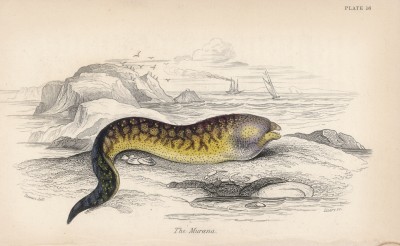 Мурена (Muraena (лат.)) (лист 16 XXXIII тома "Библиотеки натуралиста" Вильяма Жардина, изданного в Эдинбурге в 1843 году)