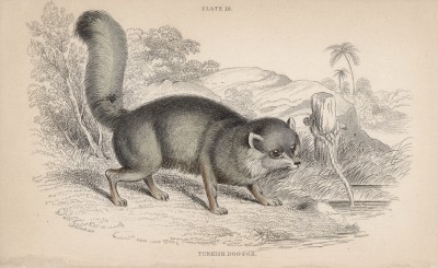 Лиса Cynalopex Turcicus (лат.) (лист 18 тома IV "Библиотеки натуралиста" Вильяма Жардина, изданного в Эдинбурге в 1839 году)