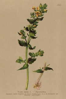 Тоцция альпийская (Tozzia alpina (лат.)) (из Atlas der Alpenflora. Дрезден. 1897 год. Том IV. Лист 381)