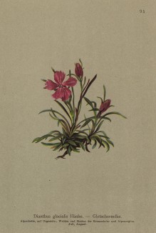 Гвоздика ледниковая (Dianthus glacialis Hanke (лат.)) (из Atlas der Alpenflora. Дрезден. 1897 год. Том I. Лист 95)