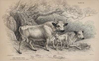 Семья шотландского быка (Taurus urus (лат.)) (лист 24 тома X "Библиотеки натуралиста" Вильяма Жардина, изданного в Эдинбурге в 1843 году)