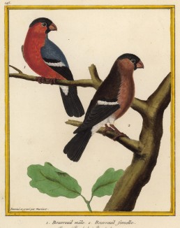 Семейство снегирей (из Table des Planches Enluminées d'Histoire Naturelle de M. D'Aubenton (фр.). Утрехт. 1783 год (лист 145))