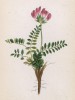 Остролодочник горный (Oxytropis montana (лат.)) (лист 120 известной работы Йозефа Карла Вебера "Растения Альп", изданной в Мюнхене в 1872 году)