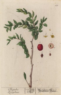 Зизифус настоящий, или унаби (Ziziphus jujuba (лат.)). Назваy от греческого ziziphon, восходящего к персидскому zizafun — народному названию любого съедобного плода (лист 569 "Гербария" Элизабет Блеквелл, изданного в Нюрнберге в 1760 году)