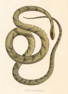 Неядовитая змея канинана, достигающая длины два метра (из работы "Естественная история Бразилии" почётного члена Российской академии наук принца Максимилиана фон Вид-Нойвида. Веймар. 1827 год)