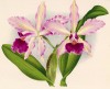 Орхидея LAELIOCATTLEYA x PAULI (лат.) (лист CCLXXXIV Lindenia Iconographie des Orchidées - обширнейшей в истории иконографии орхидей. Брюссель, 1902)
