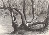 Сикомор на берегу реки Нью-Ривер, штат Вирджиния. Лист из издания "Picturesque America", т.I, Нью-Йорк, 1872.