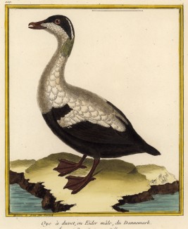 Селезень из Дании (из Table des Planches Enluminées d'Histoire Naturelle de M. D'Aubenton (фр.). Утрехт. 1783 год (лист 209))