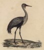 Журавль серёжчатый (лист из альбома литографий "Галерея птиц... королевского сада", изданного в Париже в 1822 году)